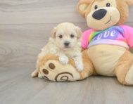 8 week old Maltipoo Puppy For Sale - Seaside Pups
