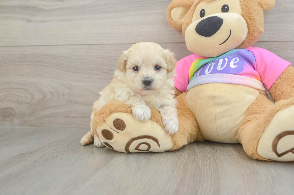 5 week old Maltipoo Puppy For Sale - Seaside Pups