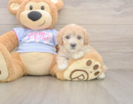 8 week old Maltipoo Puppy For Sale - Seaside Pups