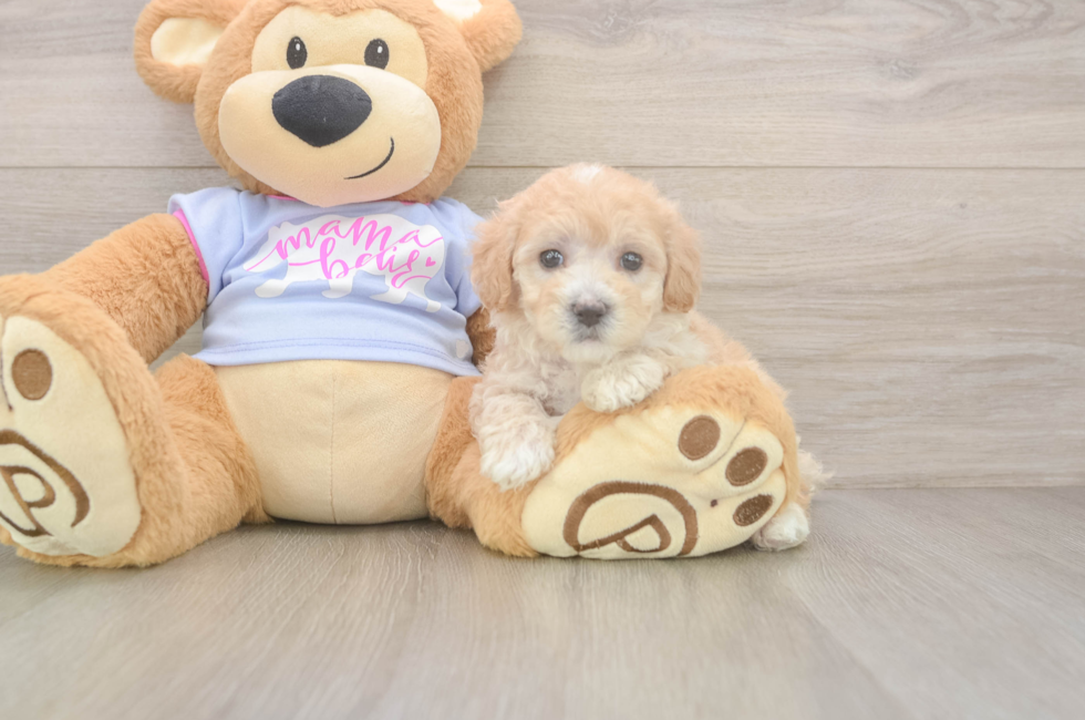 5 week old Maltipoo Puppy For Sale - Seaside Pups