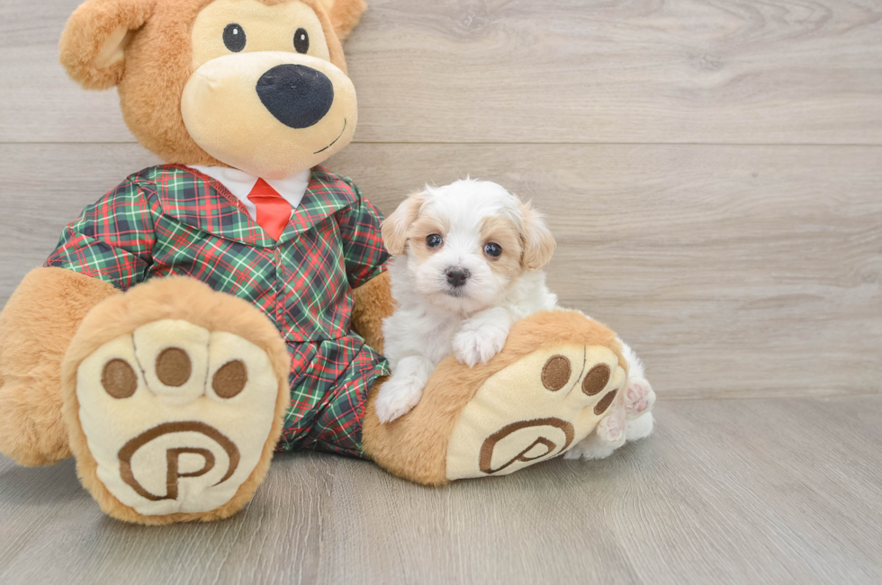 5 week old Maltipoo Puppy For Sale - Seaside Pups