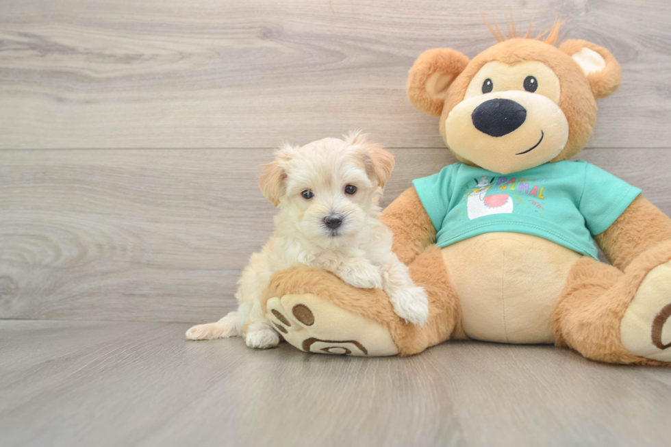 Maltipoo Pup Being Cute