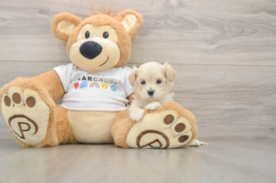 Maltipoo Pup Being Cute