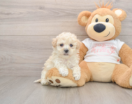 7 week old Maltipoo Puppy For Sale - Seaside Pups