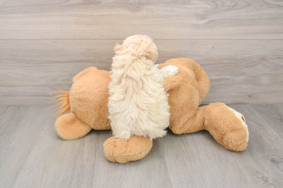 Hypoallergenic Moodle Poodle Mix Puppy