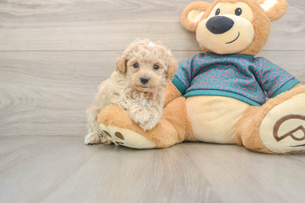 Maltipoo Pup Being Cute