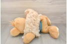 Best Maltipoo Baby