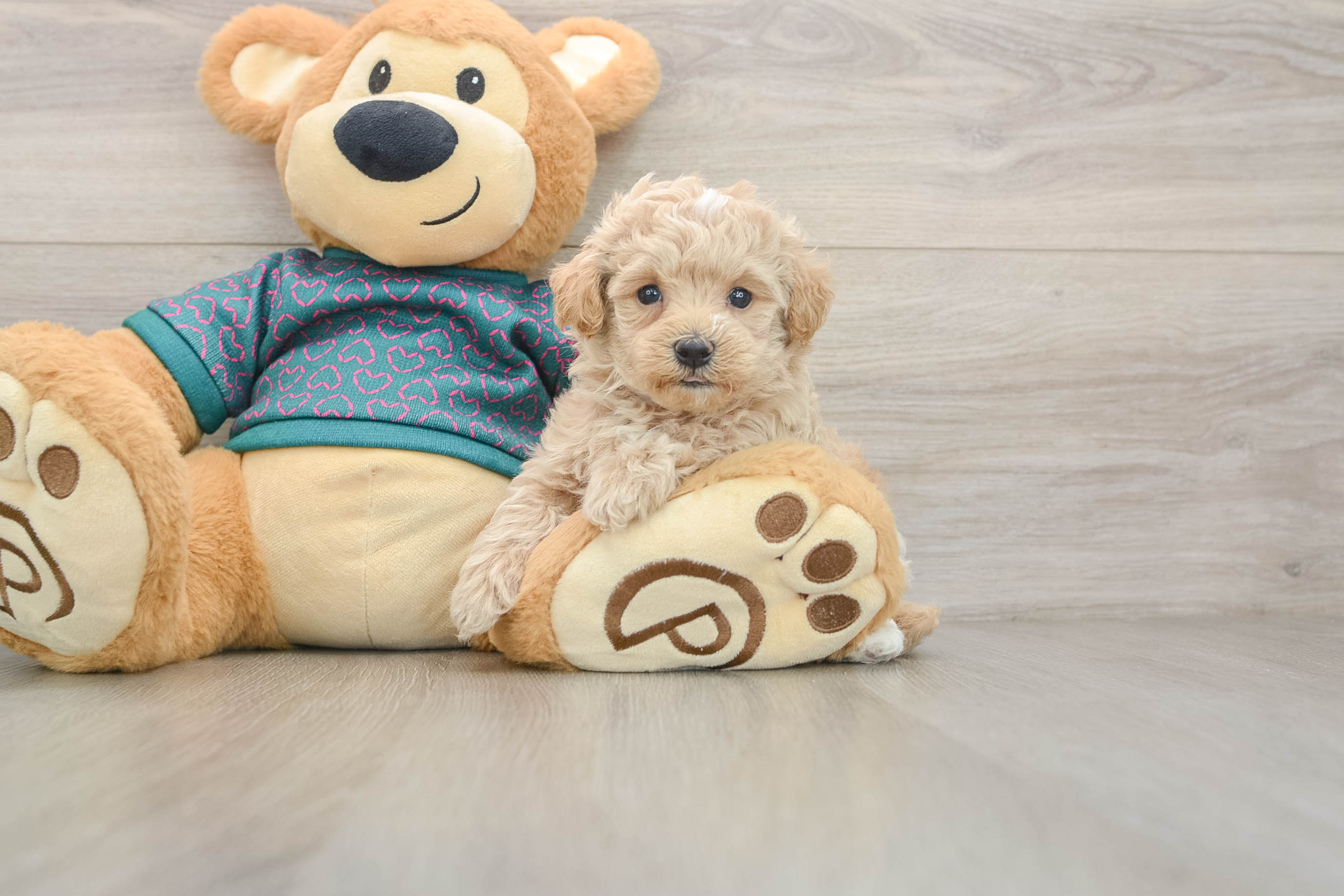 Maltipoo Pup Being Cute