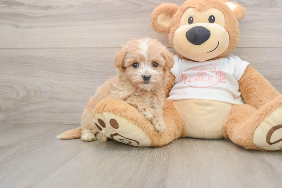 Cute Maltipoo Baby