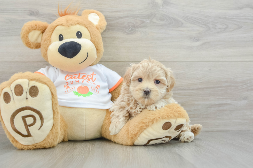 5 week old Maltipoo Puppy For Sale - Seaside Pups