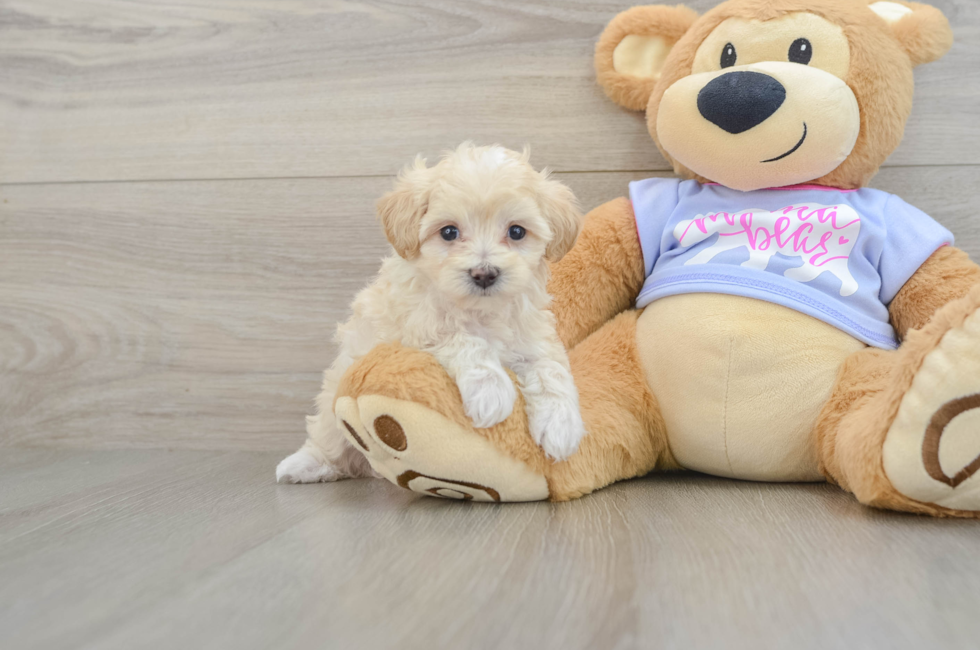 5 week old Maltipoo Puppy For Sale - Seaside Pups