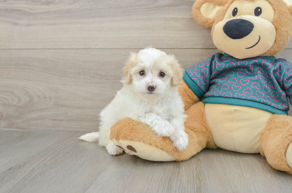 5 week old Maltipoo Puppy For Sale - Seaside Pups