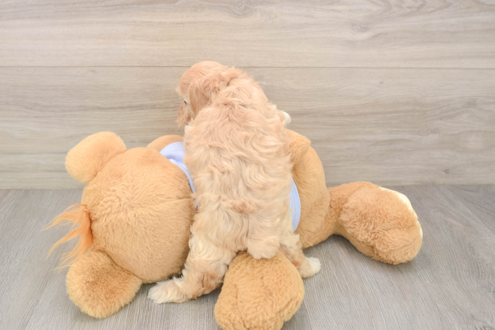 Best Maltipoo Baby