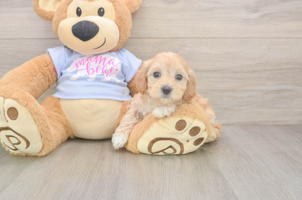 5 week old Maltipoo Puppy For Sale - Seaside Pups