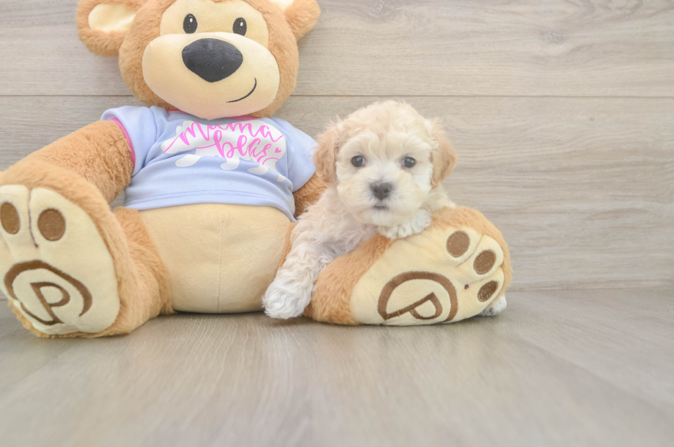 5 week old Maltipoo Puppy For Sale - Seaside Pups