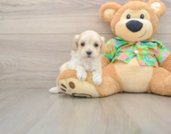 8 week old Maltipoo Puppy For Sale - Seaside Pups