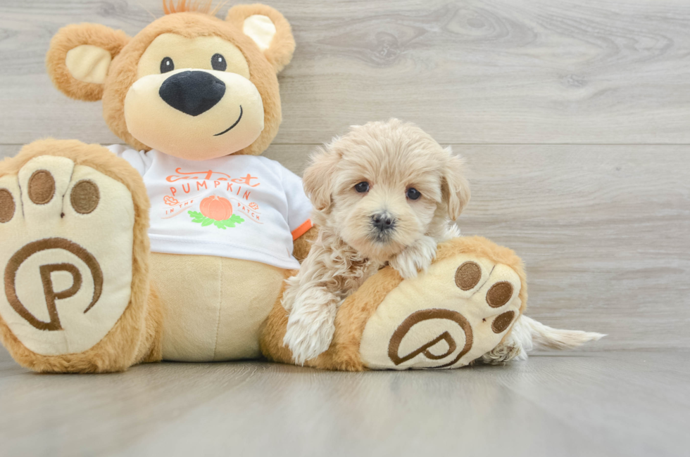 5 week old Maltipoo Puppy For Sale - Seaside Pups