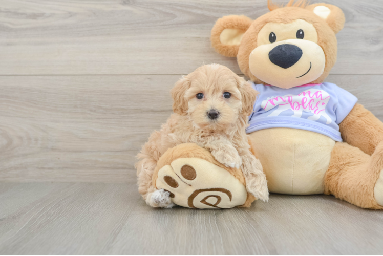 Friendly Maltipoo Baby