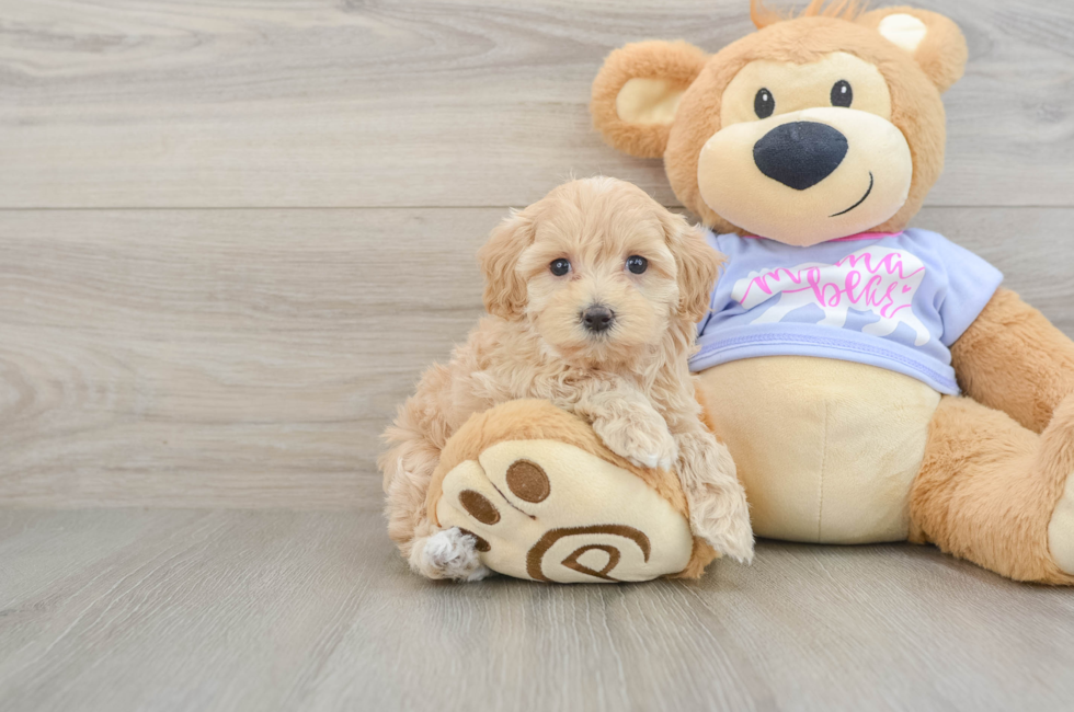 5 week old Maltipoo Puppy For Sale - Seaside Pups