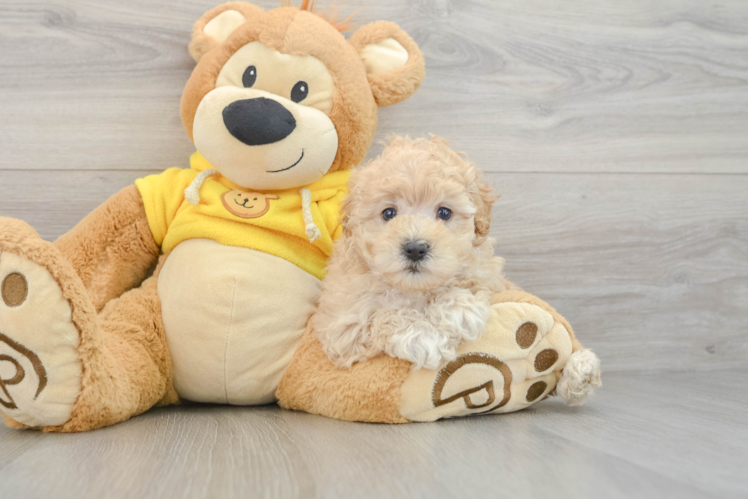 Maltipoo Pup Being Cute