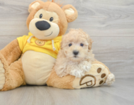 8 week old Maltipoo Puppy For Sale - Seaside Pups