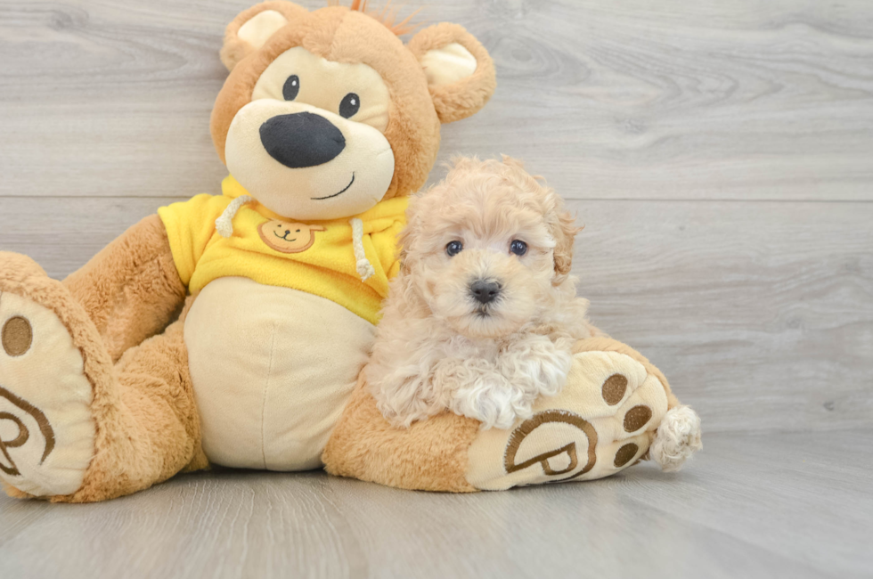 5 week old Maltipoo Puppy For Sale - Seaside Pups