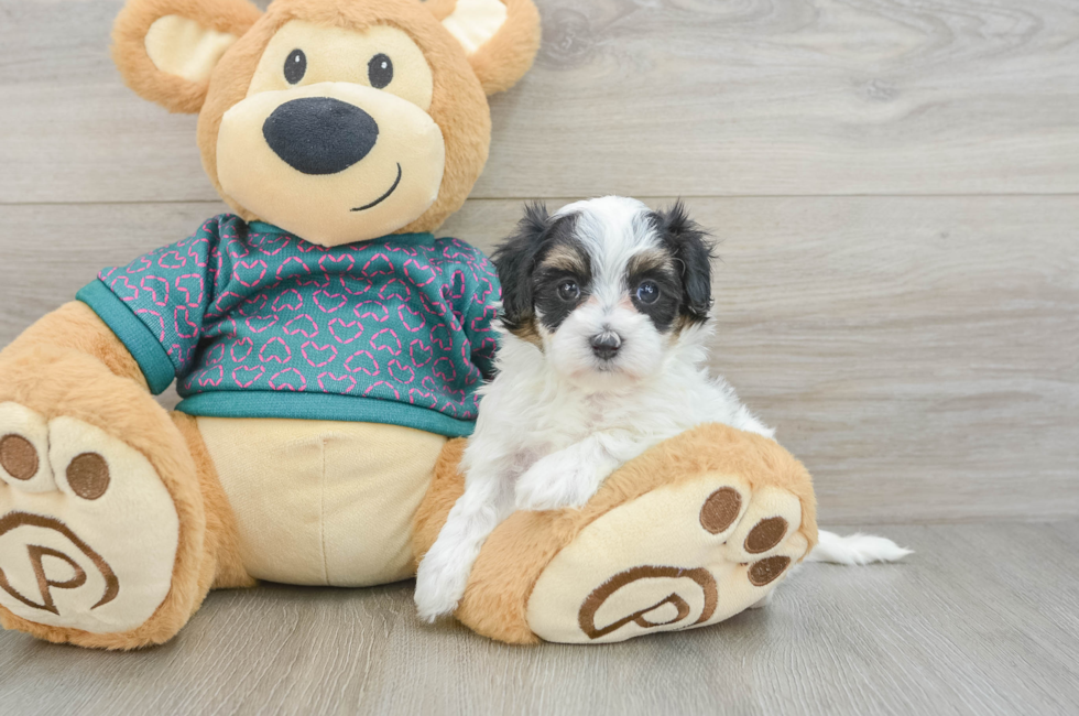 5 week old Maltipoo Puppy For Sale - Seaside Pups