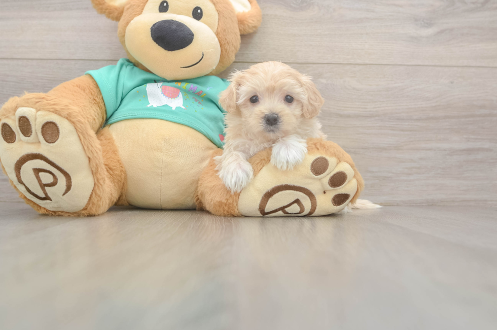 5 week old Maltipoo Puppy For Sale - Seaside Pups