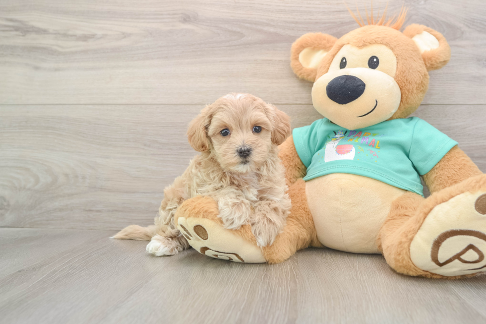 Maltipoo Puppy for Adoption