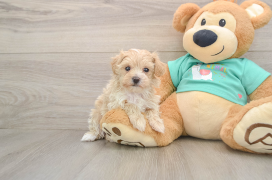 Maltipoo Pup Being Cute