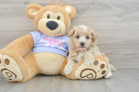 Friendly Maltipoo Baby