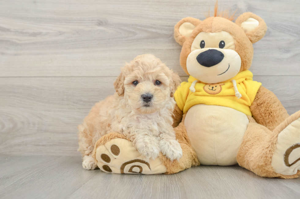 5 week old Maltipoo Puppy For Sale - Seaside Pups