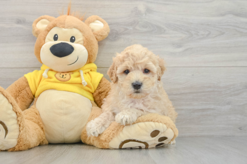 Meet Toledo - our Maltipoo Puppy Photo 3/3 - Seaside Pups