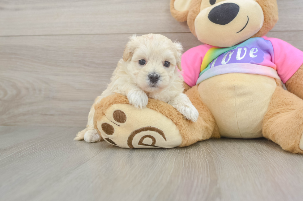 Best Maltipoo Baby