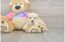 Funny Maltipoo Poodle Mix Pup