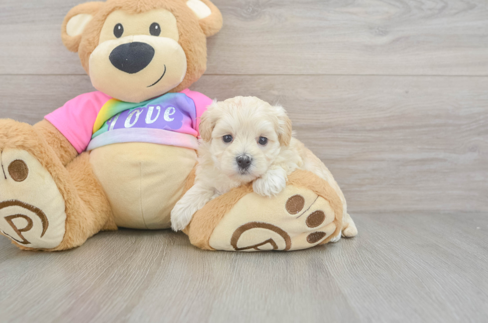 5 week old Maltipoo Puppy For Sale - Seaside Pups