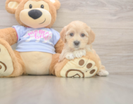 8 week old Maltipoo Puppy For Sale - Seaside Pups