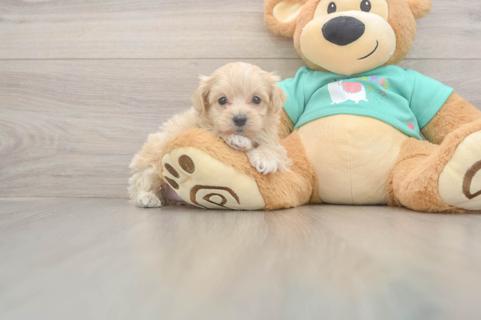 Maltipoo Pup Being Cute