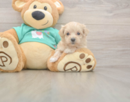 9 week old Maltipoo Puppy For Sale - Seaside Pups