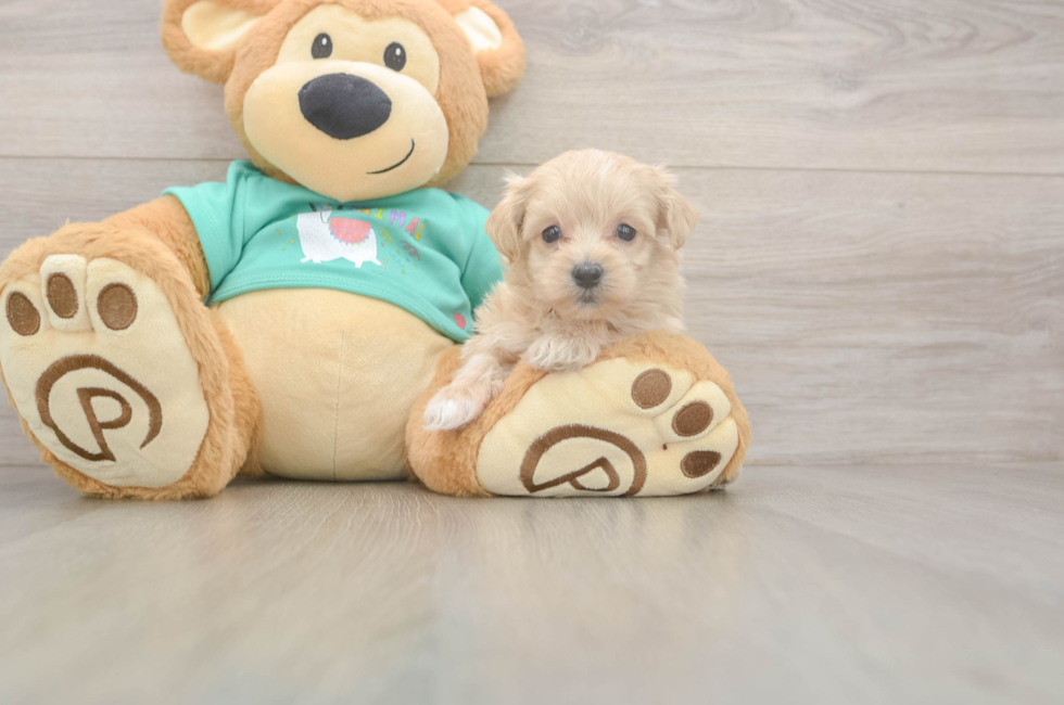 5 week old Maltipoo Puppy For Sale - Seaside Pups