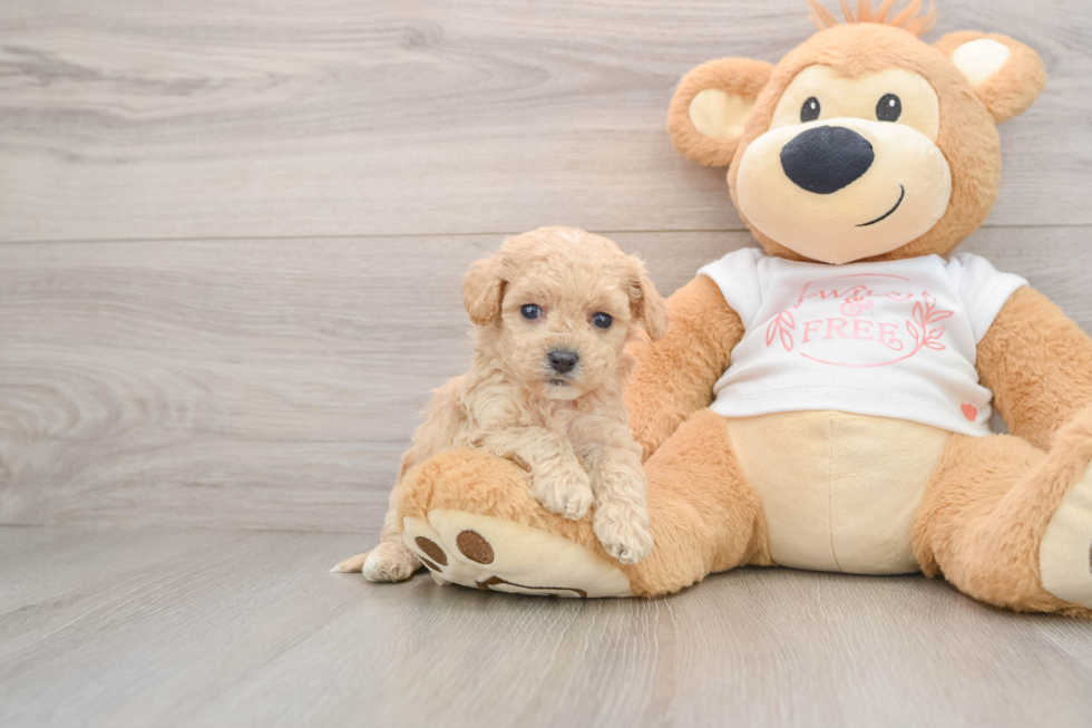 Maltipoo Puppy for Adoption