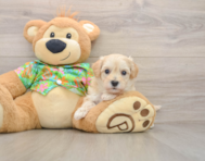8 week old Maltipoo Puppy For Sale - Seaside Pups