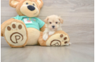 Maltipoo Pup Being Cute