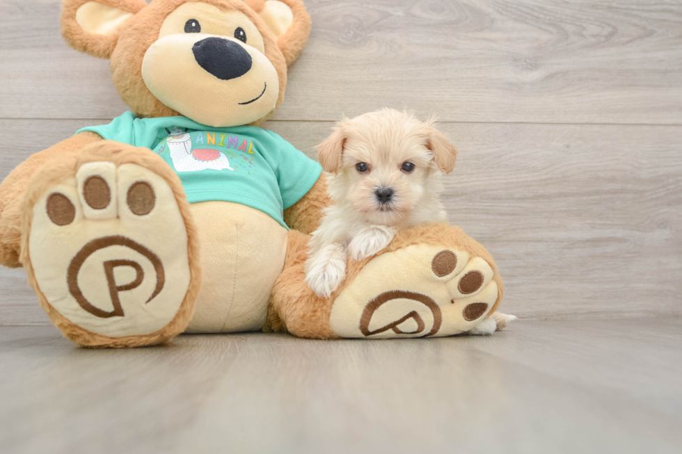 Maltipoo Pup Being Cute