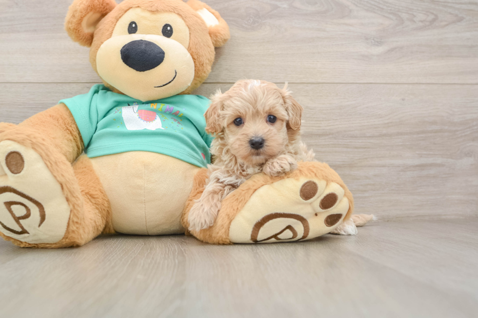 Maltipoo Puppy for Adoption