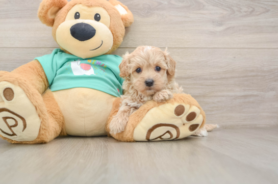 Maltipoo Puppy for Adoption