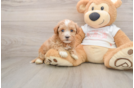 Best Maltipoo Baby