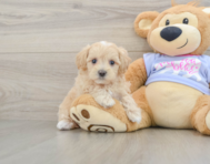 8 week old Maltipoo Puppy For Sale - Seaside Pups