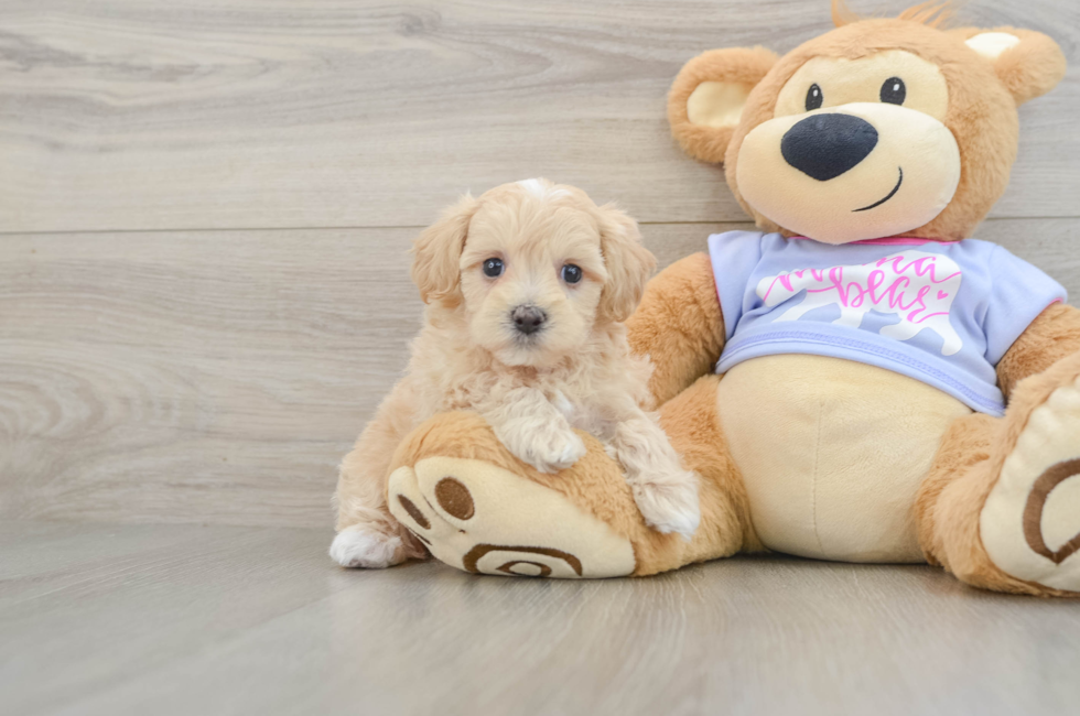 5 week old Maltipoo Puppy For Sale - Seaside Pups
