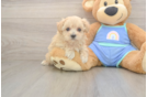 Popular Maltipoo Poodle Mix Pup